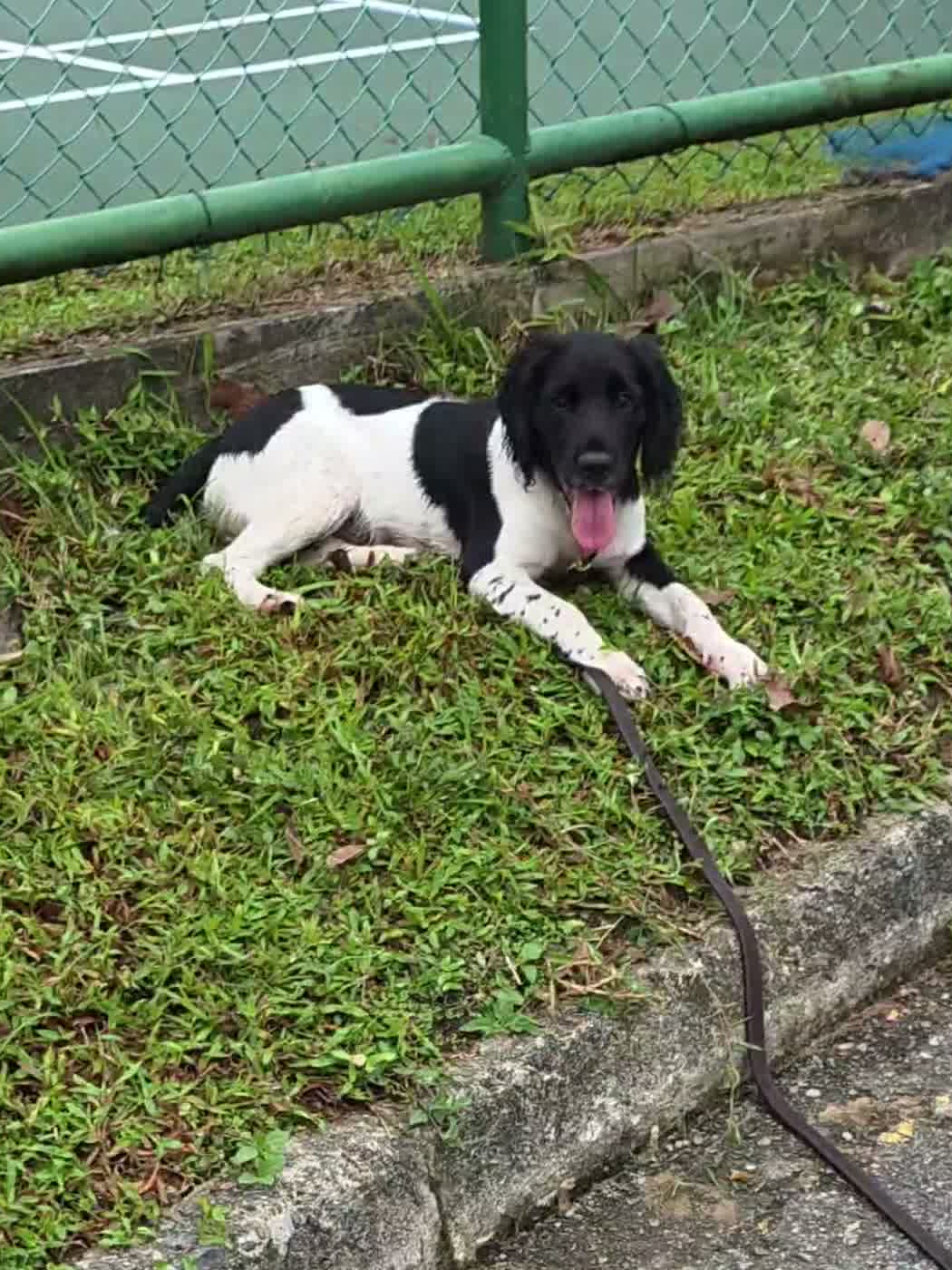 Benji, Shawn's springer spaniel puppy, lying calmly on the grass in Singapore