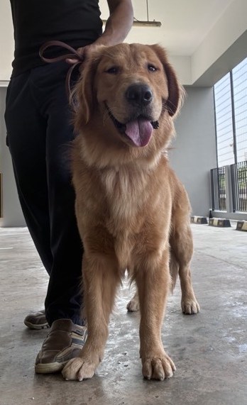 Happy Golden Retriever standing front-on with a leather training lead at an HDB void deck in Singapore — in-home dog training