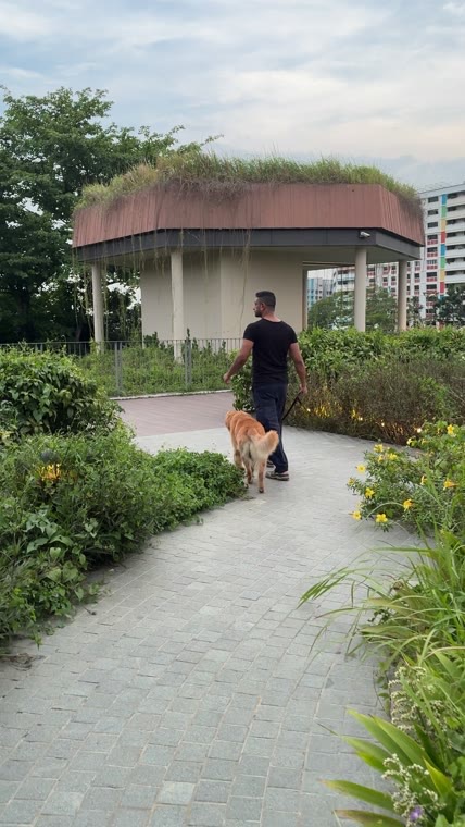Shawn walking a Golden Retriever at heel on a loose lead along a Singapore neighbourhood path