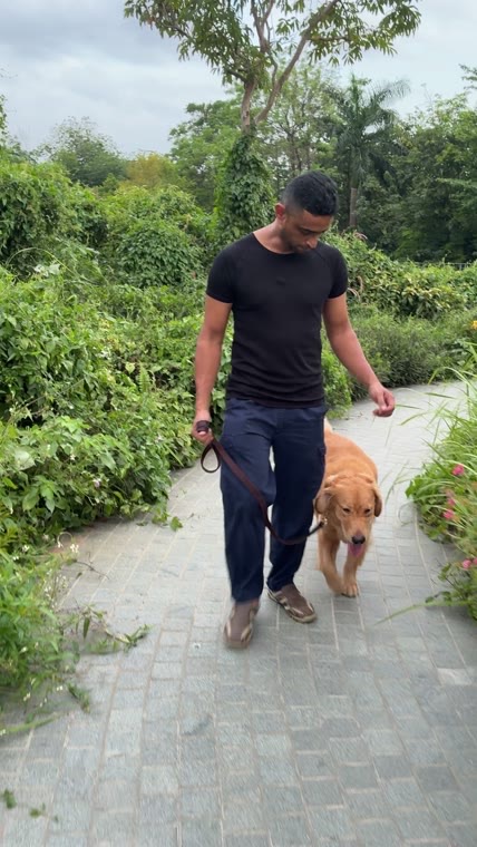 Adult Golden Retriever walking in heel position beside Shawn on a rooftop garden path