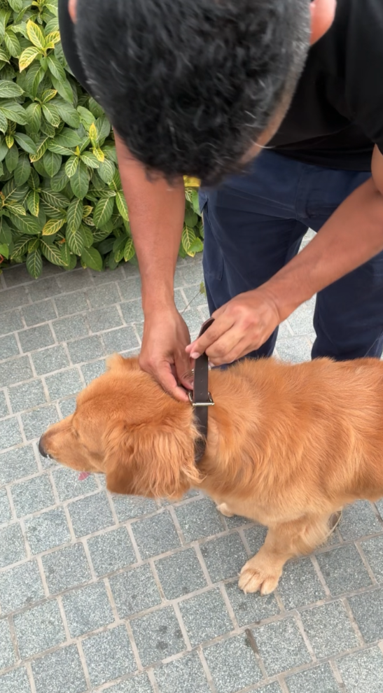 Close-up of Shawn fastening a leather collar on a Golden Retriever