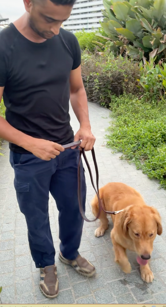 Golden Retriever sitting attentively beside Shawn, lead in hand, ready to walk