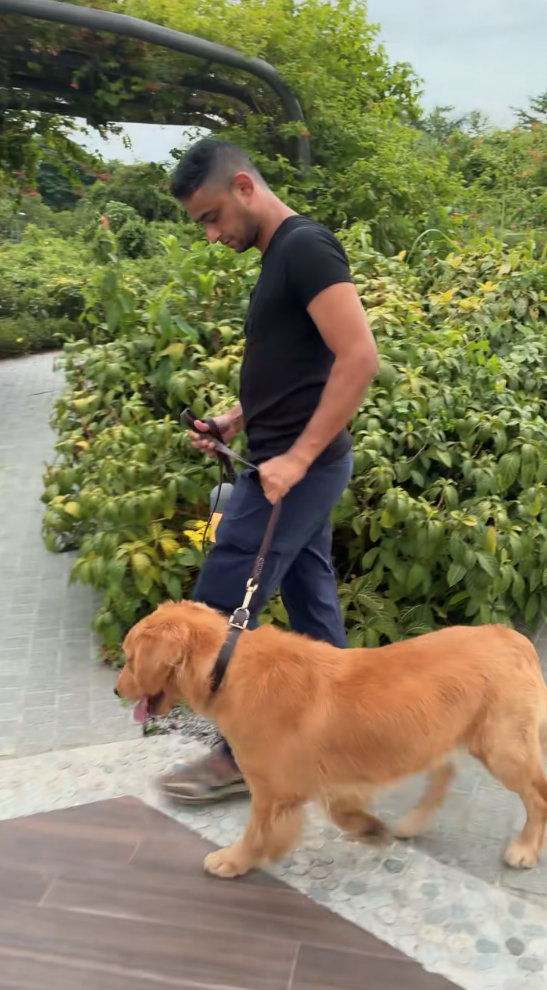 Shawn walking the Golden Retriever on a loose lead along a garden path