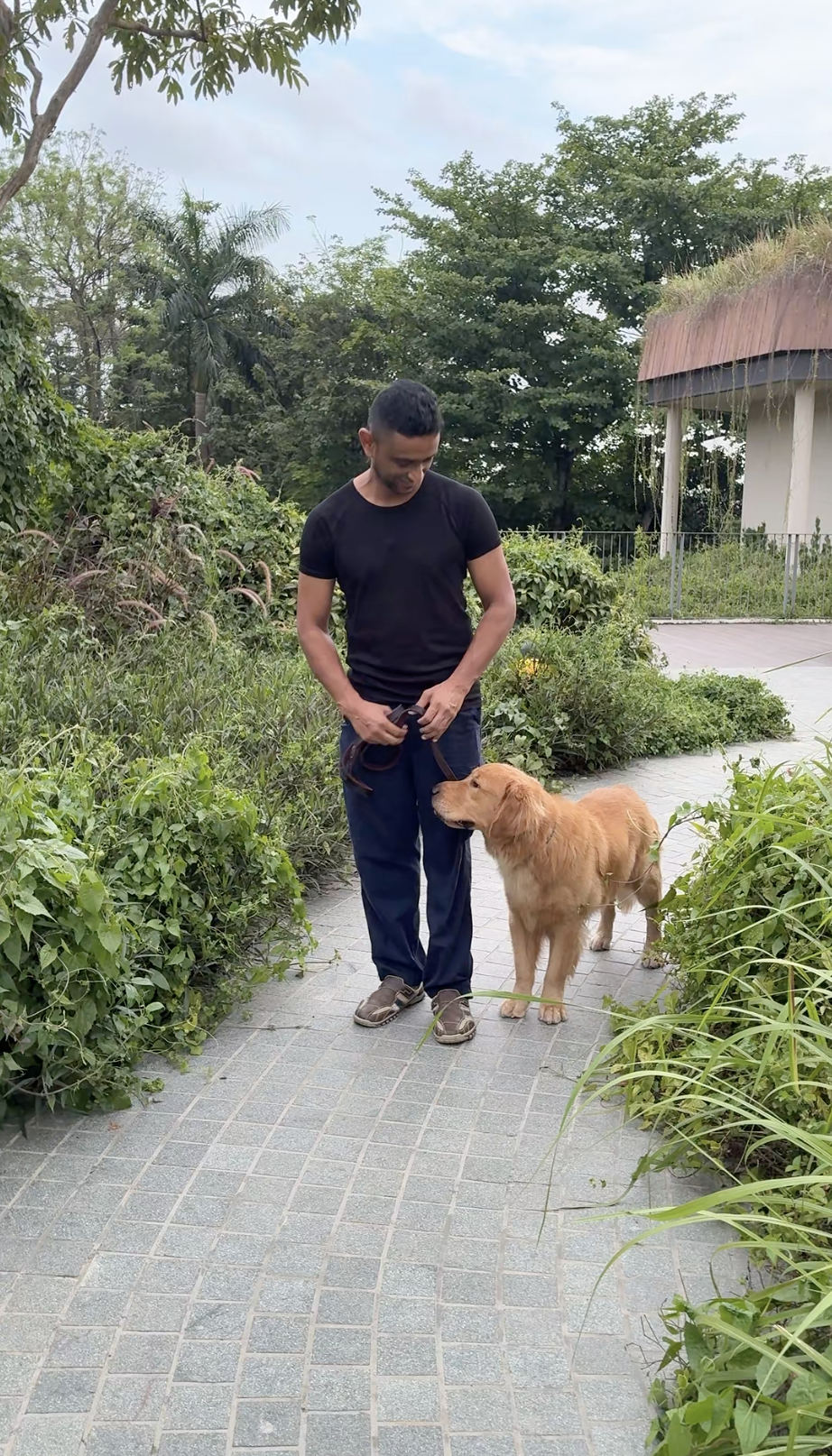 Shawn working with a Golden Retriever on a garden path in Singapore — calm attention, loose lead