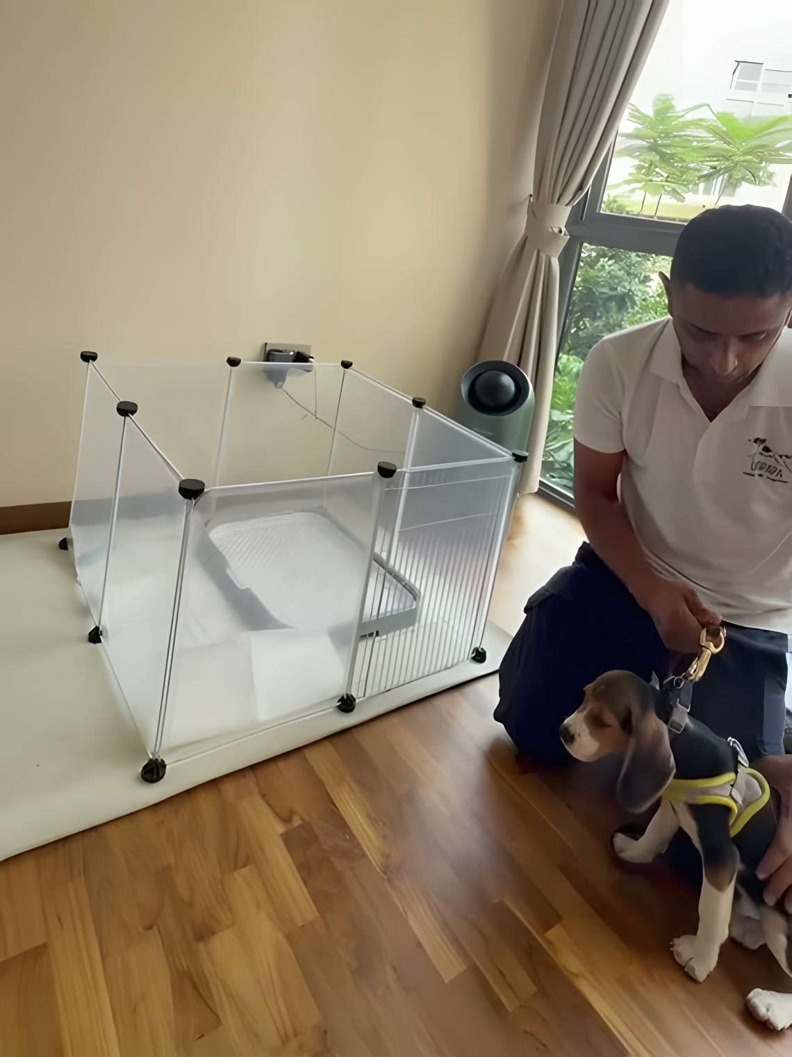 Shawn kneeling with a beagle puppy on a slack lead beside its pen and tray setup in a Singapore home