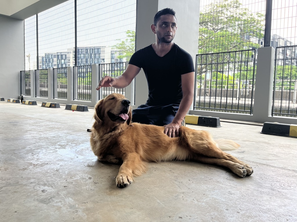 Shawn kneeling beside a Golden Retriever in a down-stay during an in-home dog training session in Singapore