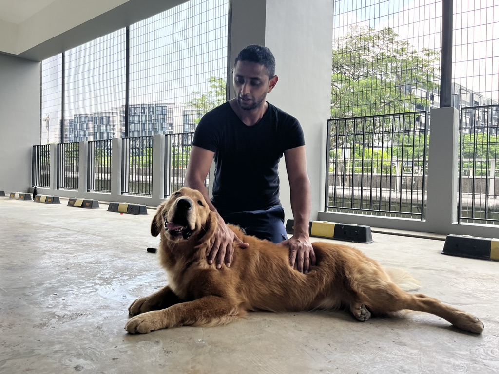 Shawn kneeling beside an adult Golden Retriever in a calm down-stay, both hands gently resting on the dog — Singapore in-home obedience training