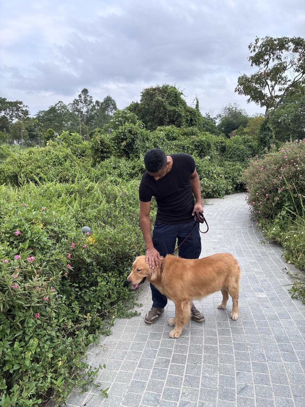 Shawn standing calmly beside a Golden Retriever on a loose leash on a Singapore park path — no treats