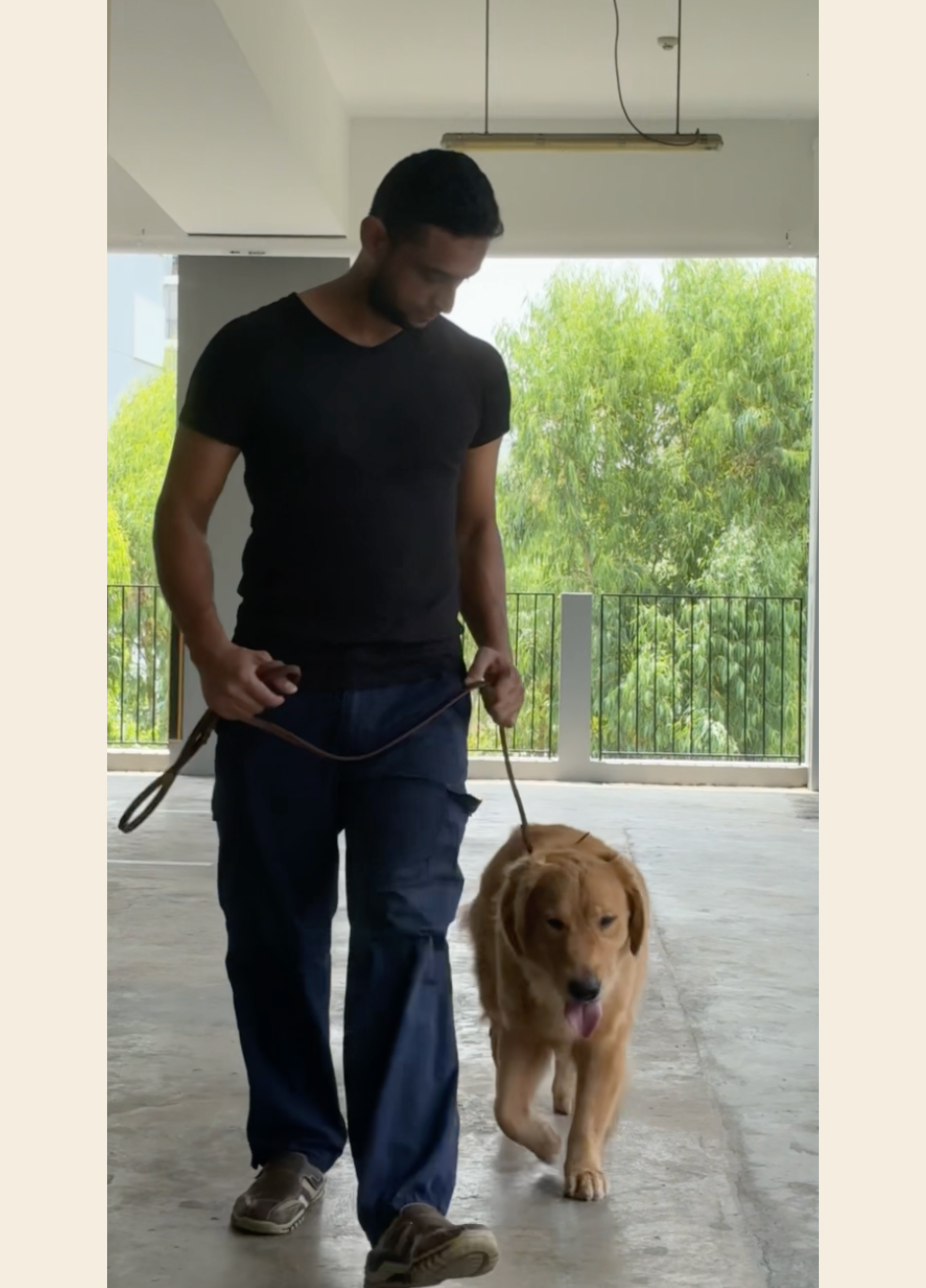 Shawn walking a calmly-trained Golden Retriever on a loose lead through a Singapore HDB void deck — the result of foundation puppy training