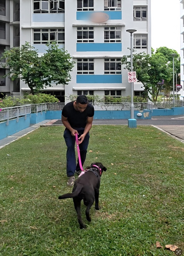 Shawn training a black Labrador on a grassy area outside a Singapore HDB block
